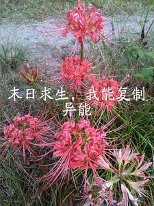 末日求生