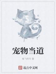 宠物kv